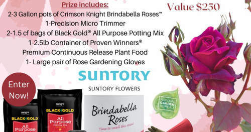 Black Gold Show Stopping Crimson Knight Roses Giveaway